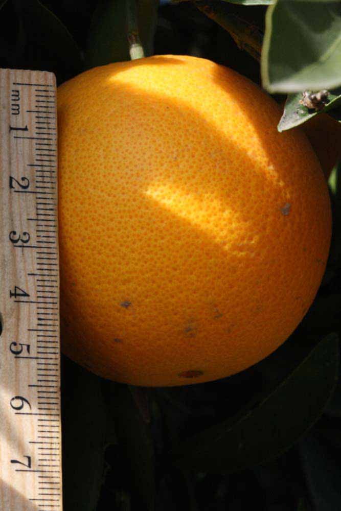            Fruit (Riverside, CA)   